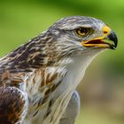 Königsbussard - Portrait