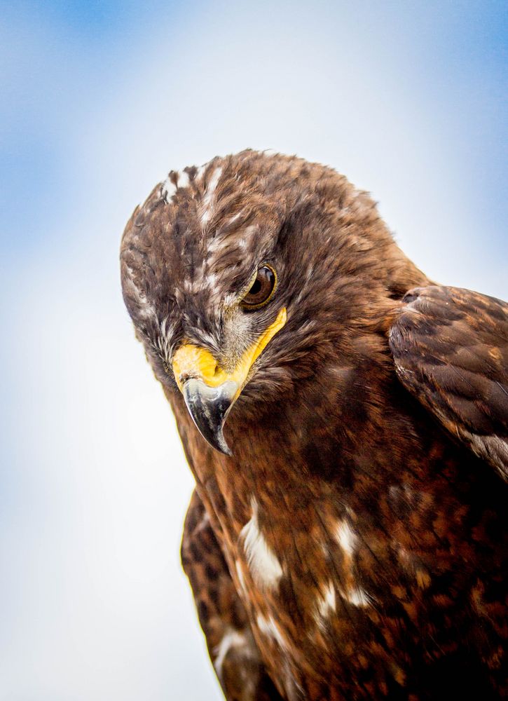 Königsbussard.Khadira.