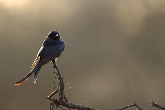 Königsdrongo (Dicrurus macrocercus)