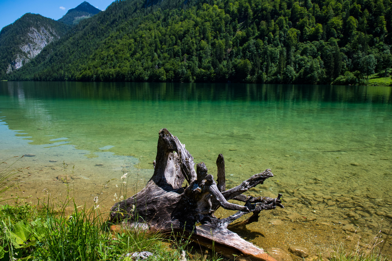 Koenigsee Wurzel