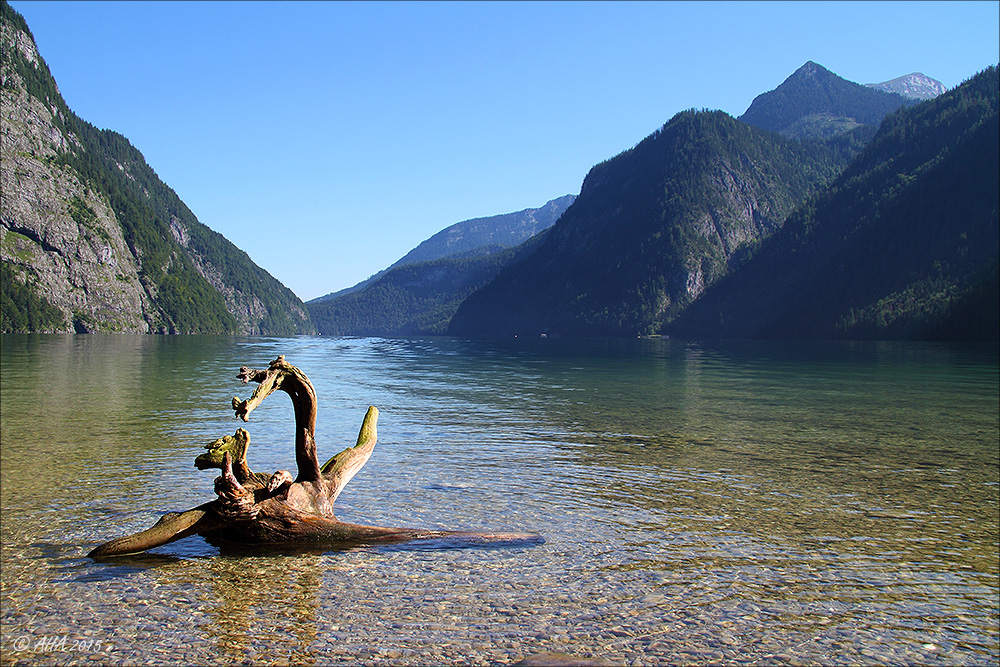 Königsee - Wurzel