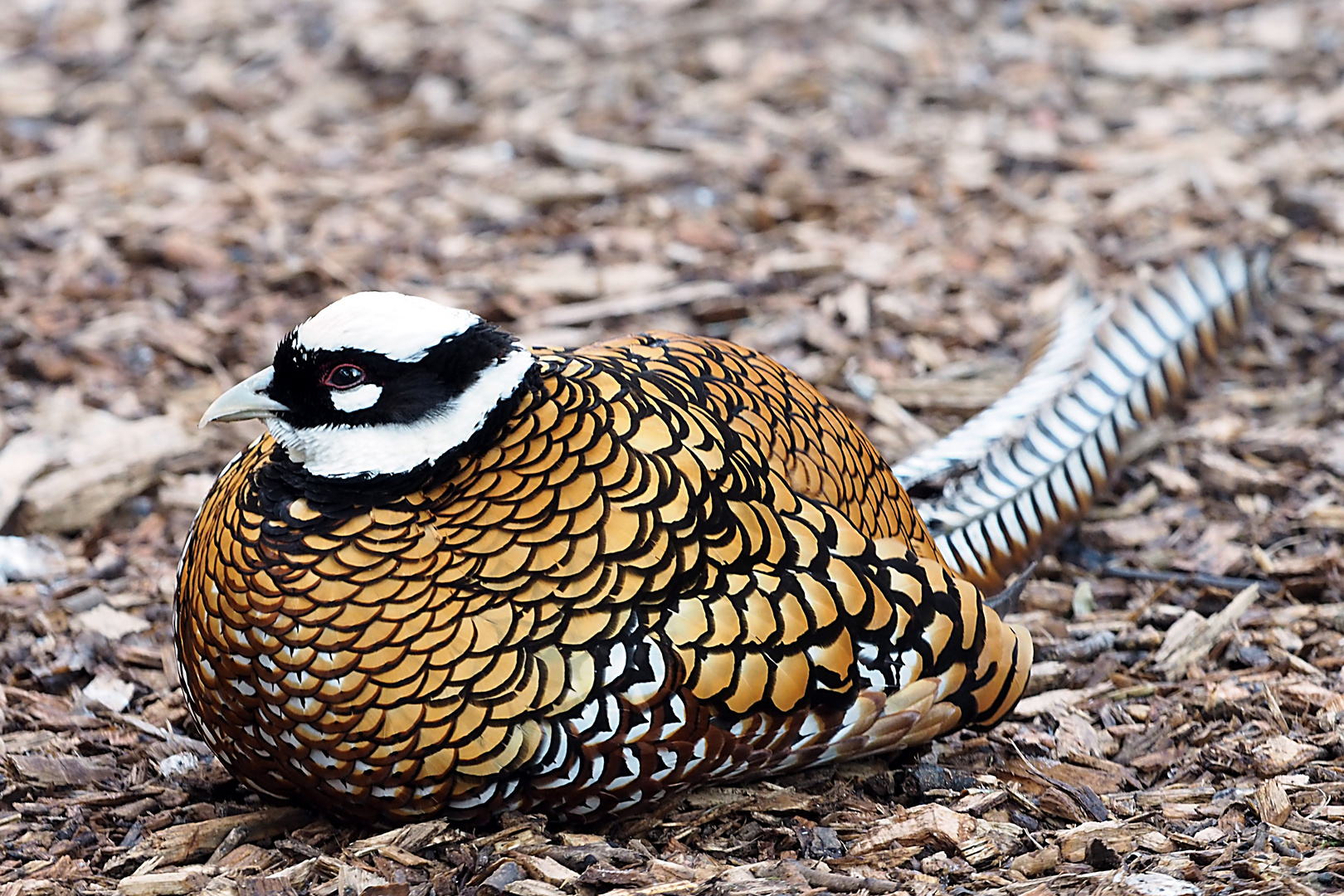 Königsfasan (Syrmaticus reevesii)  Hahn