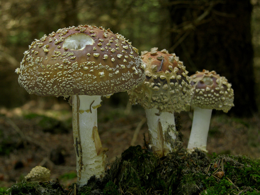 Königsfliegenpilz (Amanita regalis) 2