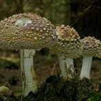 Königsfliegenpilz (Amanita regalis) 2