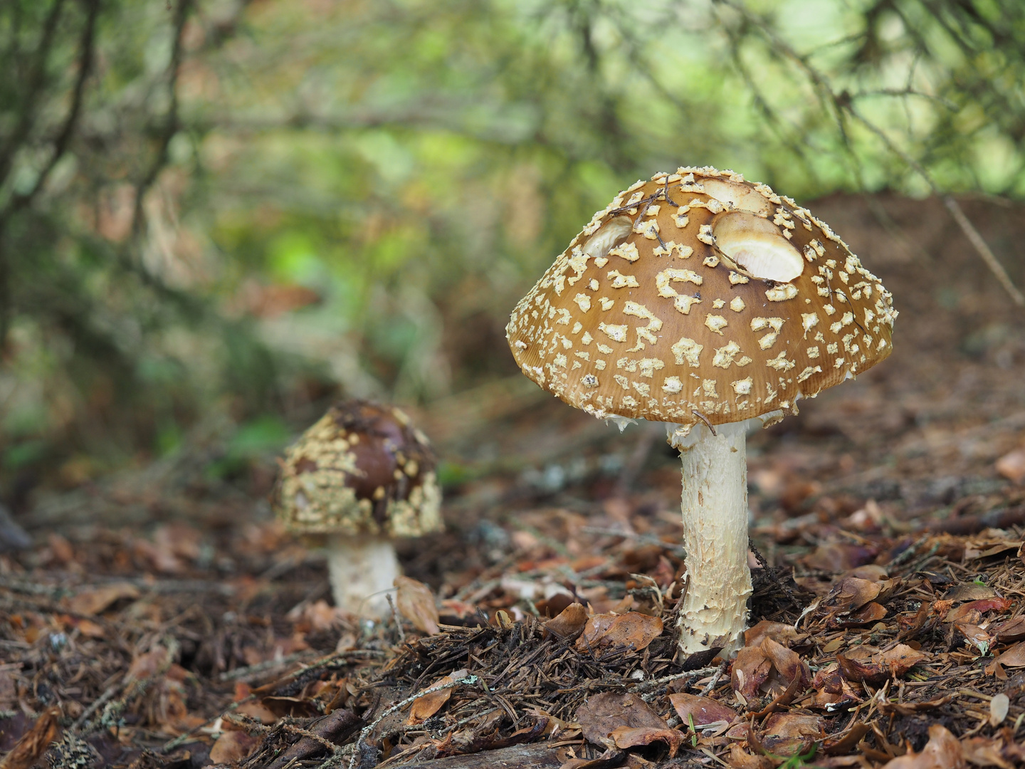 Königsfliegenpilz - Darstellungsvariante