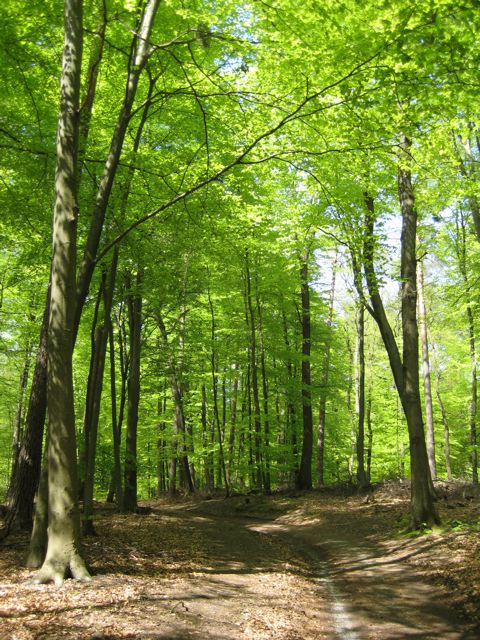 Königsforst im Frühjahr