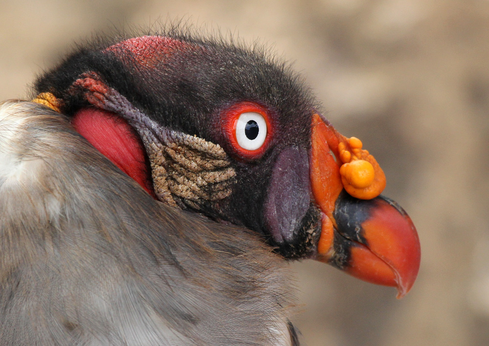 Königsgeier 2