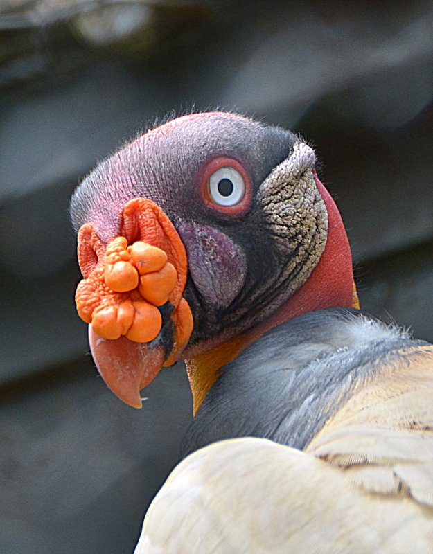 Königsgeier