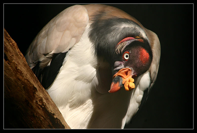 Königsgeier