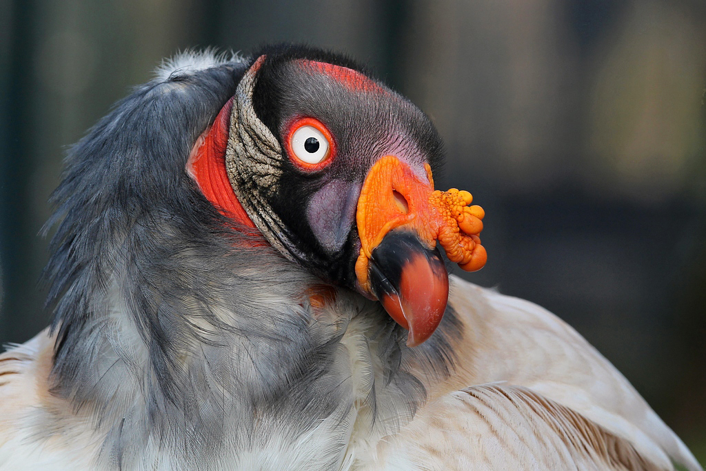 Königsgeier