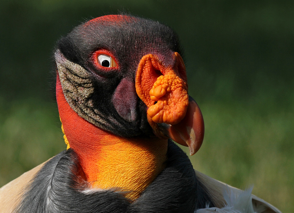 Königsgeier