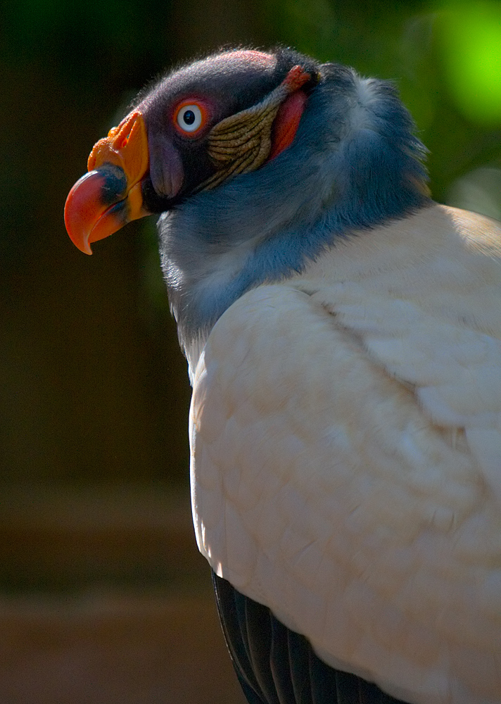 Königsgeier