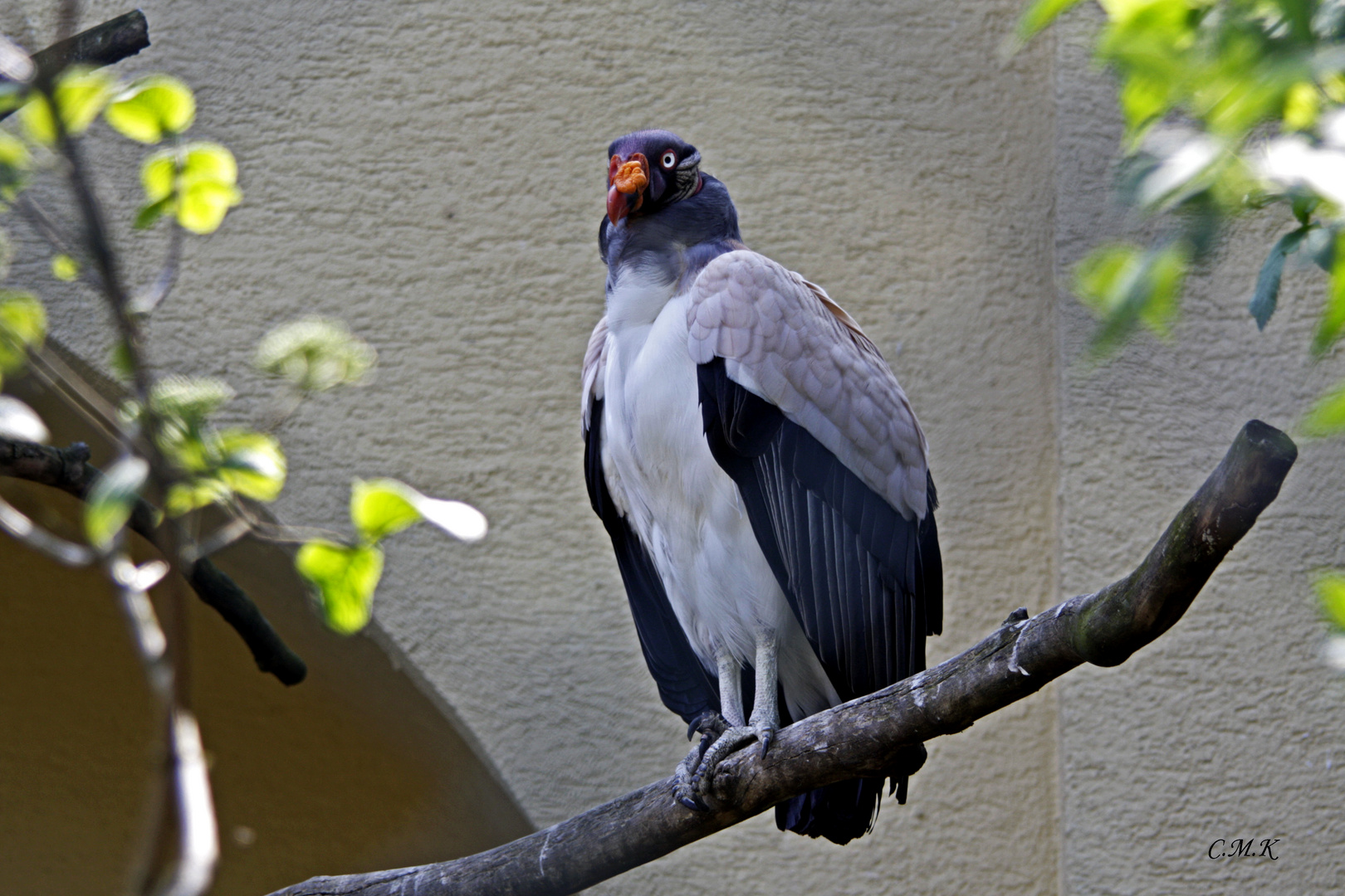 Königsgeier