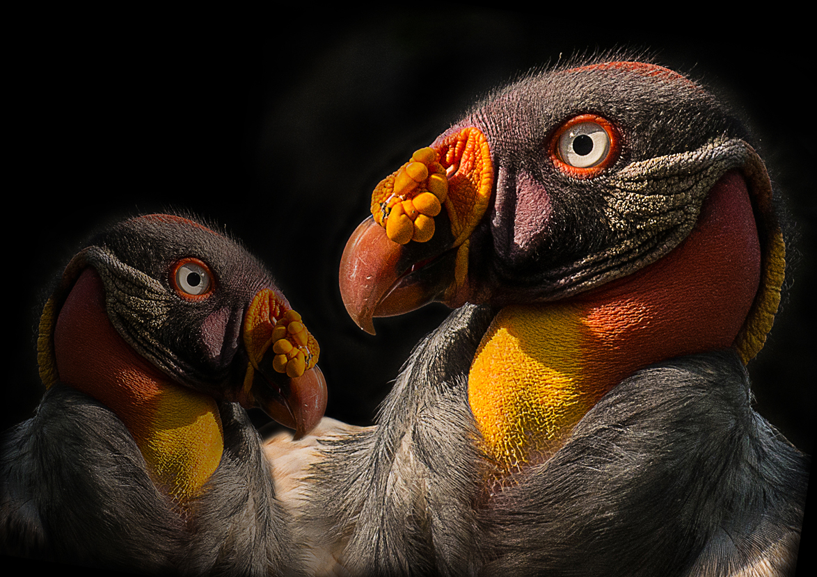 Königsgeier im Doppelpack