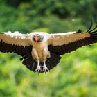 Königsgeier im Flug