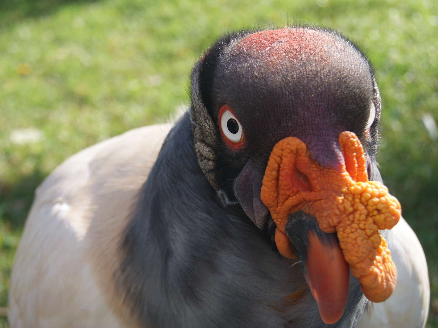 Königsgeier im Tierpark Berlin