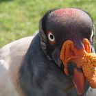 Königsgeier im Tierpark Berlin