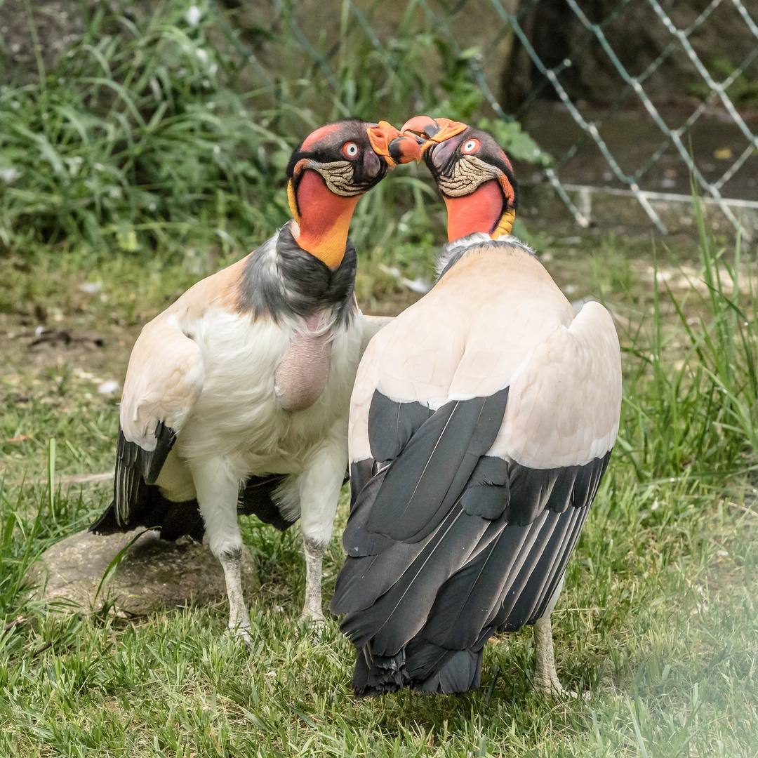 Königsgeier im Tierpark Berlin