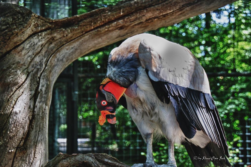 Königsgeier im Zoo Berlin