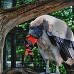 Königsgeier im Zoo Berlin