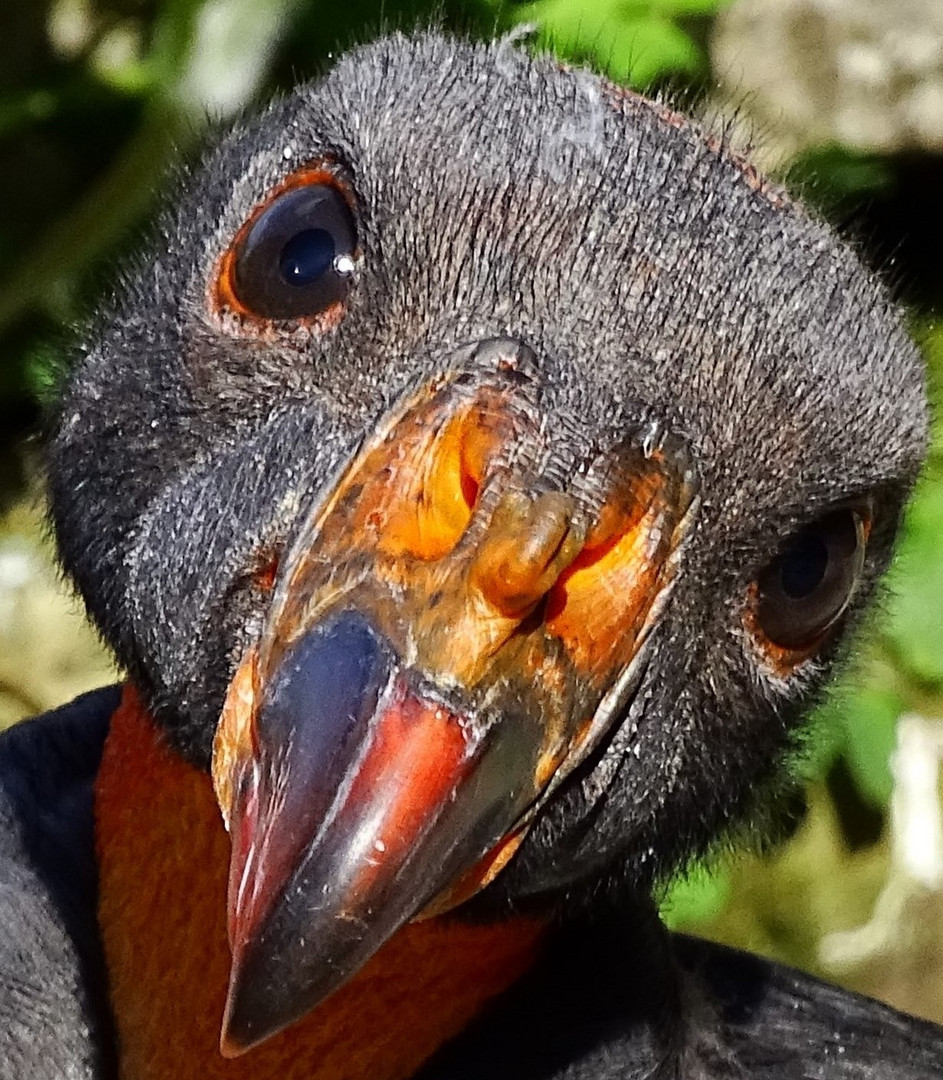 Königsgeier Portrait