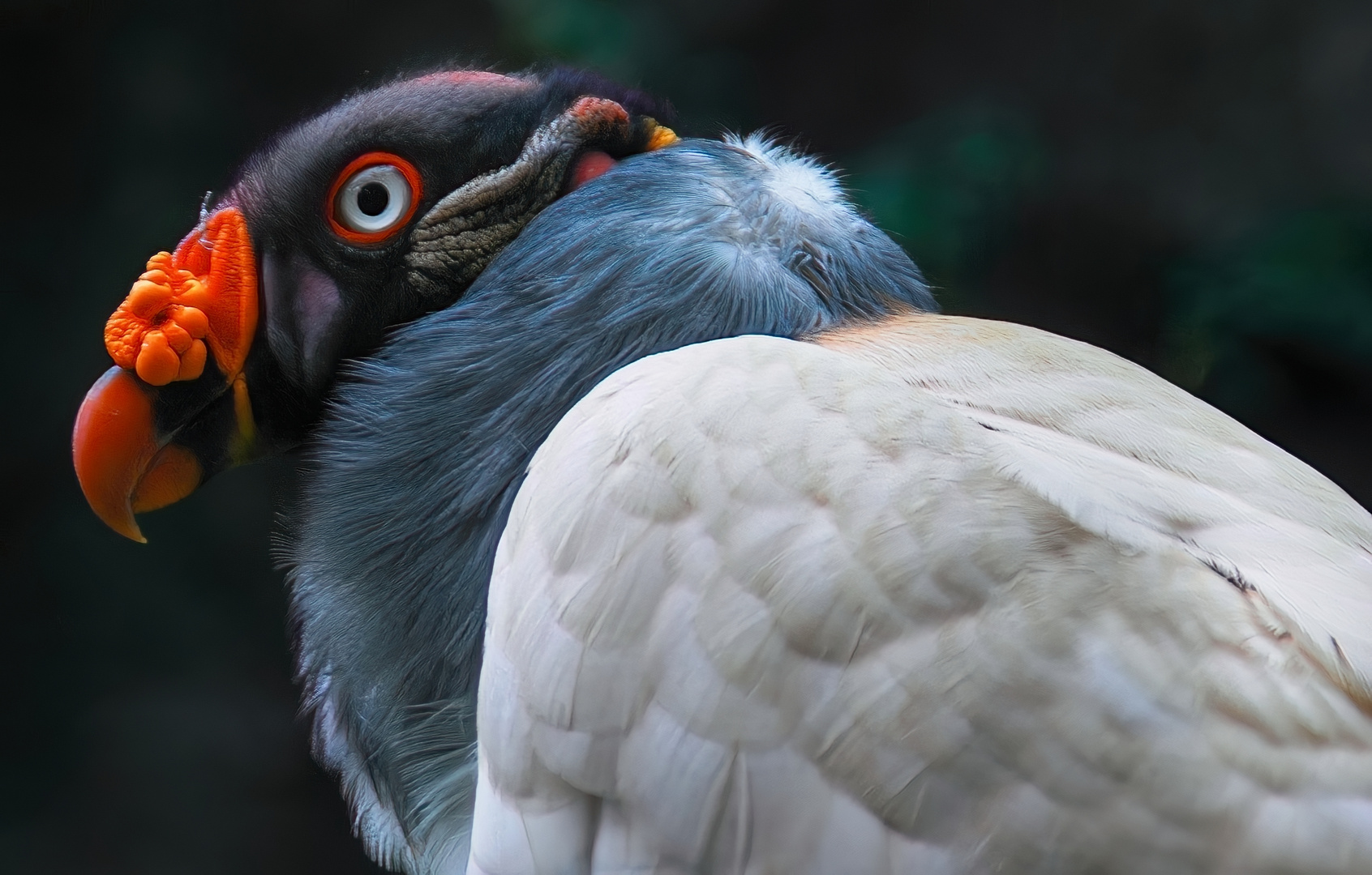 Königsgeier Zoo Berlin