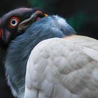 Königsgeier Zoo Berlin