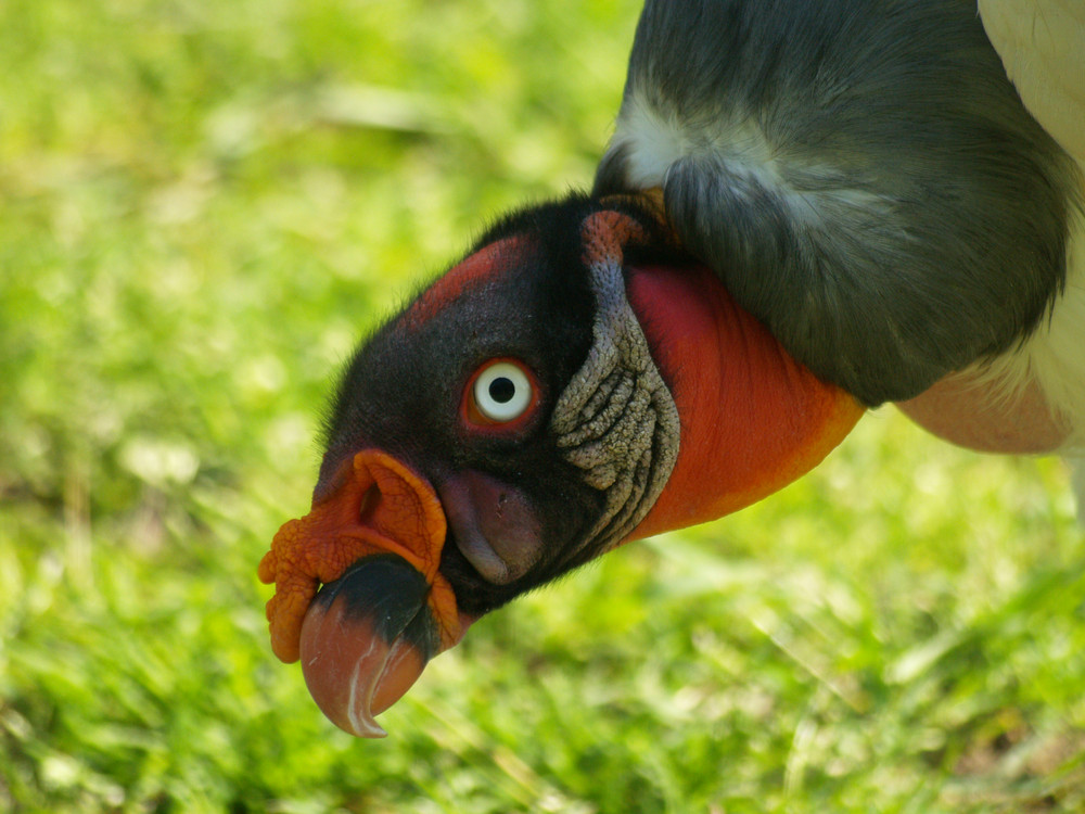 Königsgeier....auf Futtersuche???