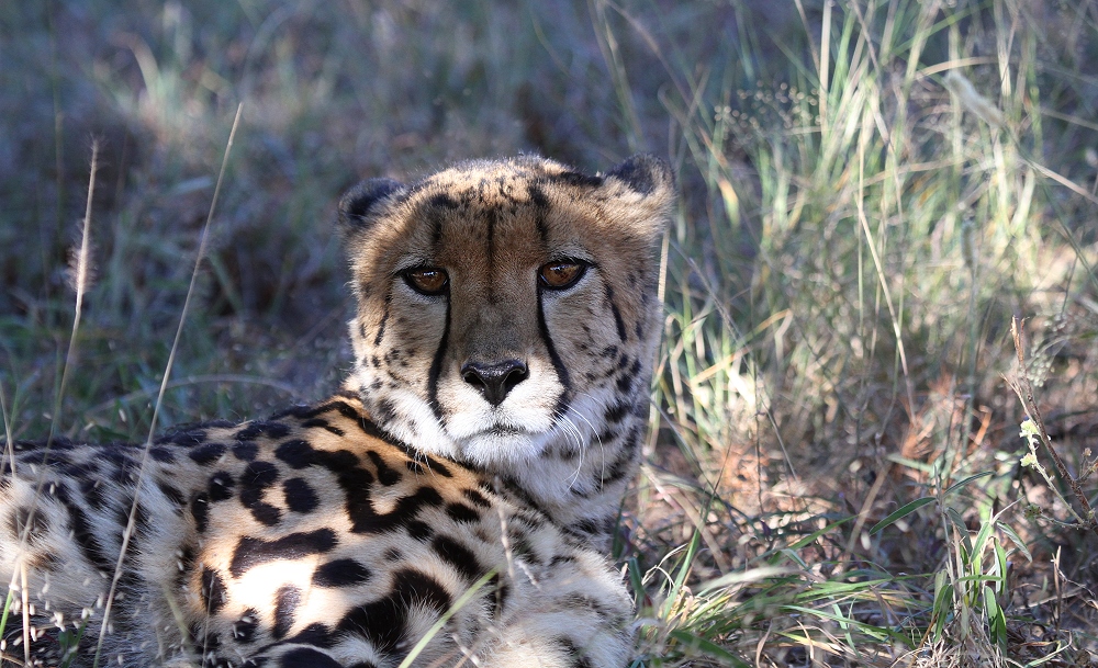 Königsgepard - King Cheetah