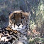 Königsgepard - King Cheetah