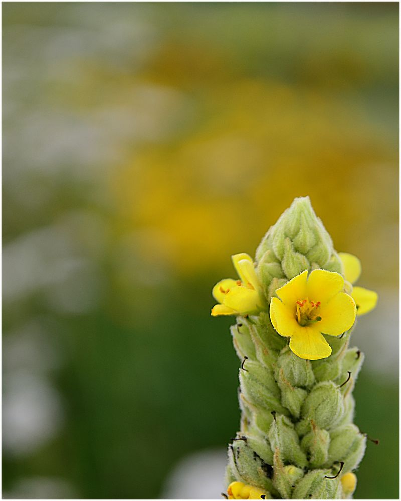 Königskerze Foto & Bild pflanzen, pilze & flechten, blüten