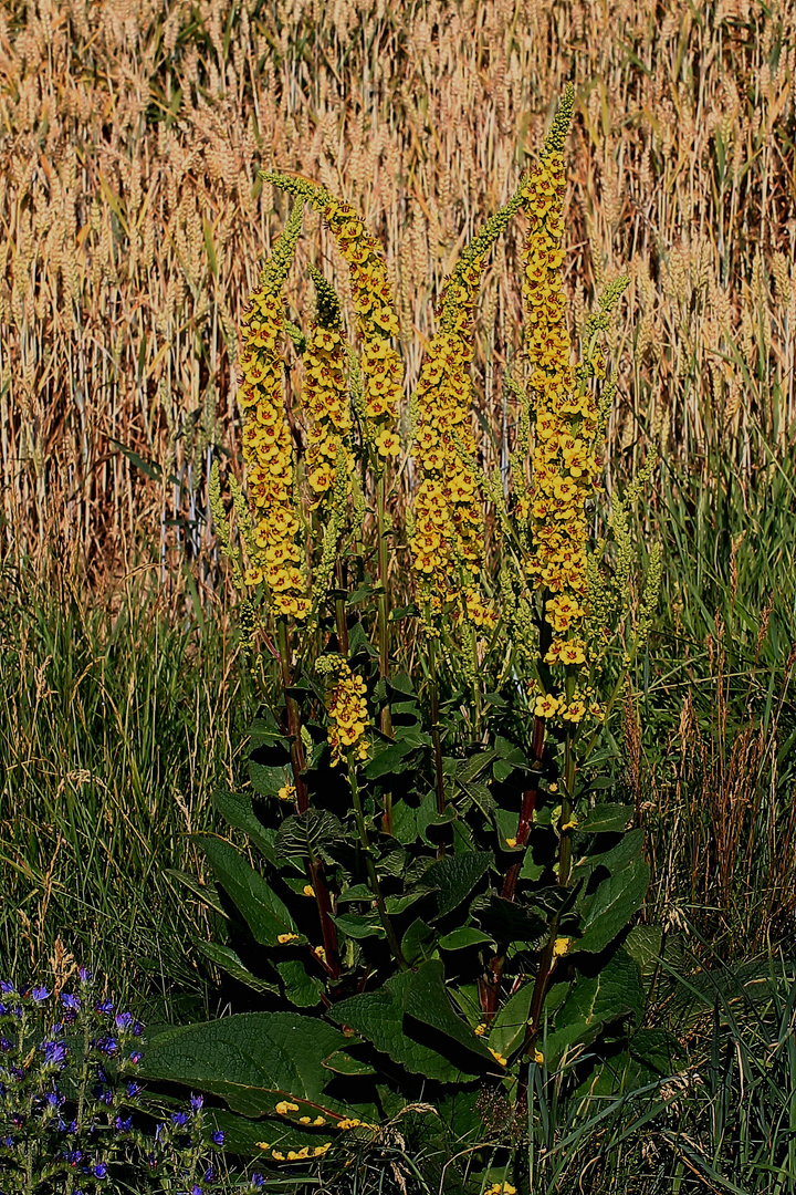 Königskerze am Feldrand