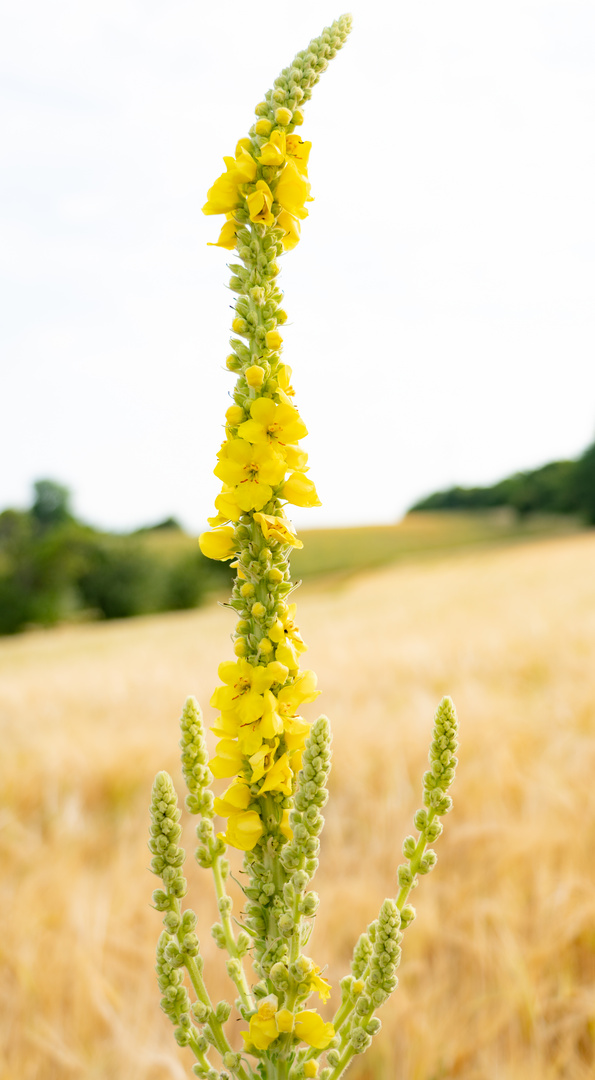 Königskerze auf Wiese