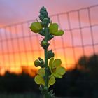 Königskerze im Abendrot