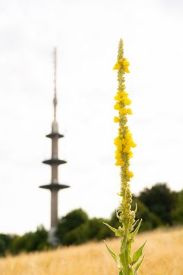 Königskerze mit Turm 2