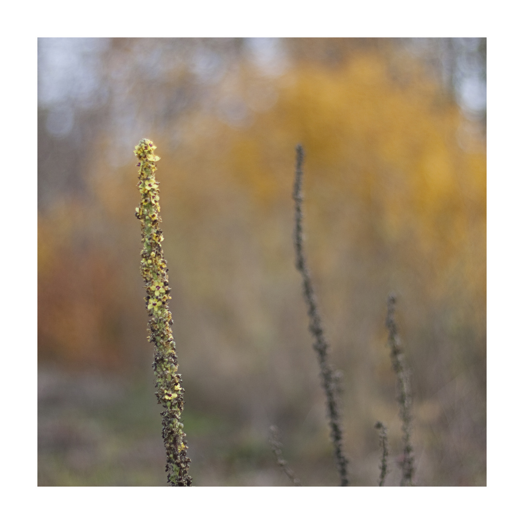 Königskerze oder Wollblume - eine wahre Bienenweide