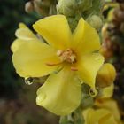 Königskerze (Verbascum densiflorum)