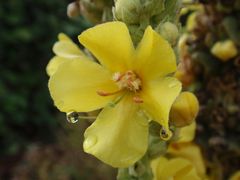 Königskerze (Verbascum densiflorum)