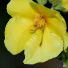 ~ Königskerze (Verbascum phlomoides) ~