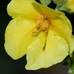 ~ Königskerze (Verbascum phlomoides) ~