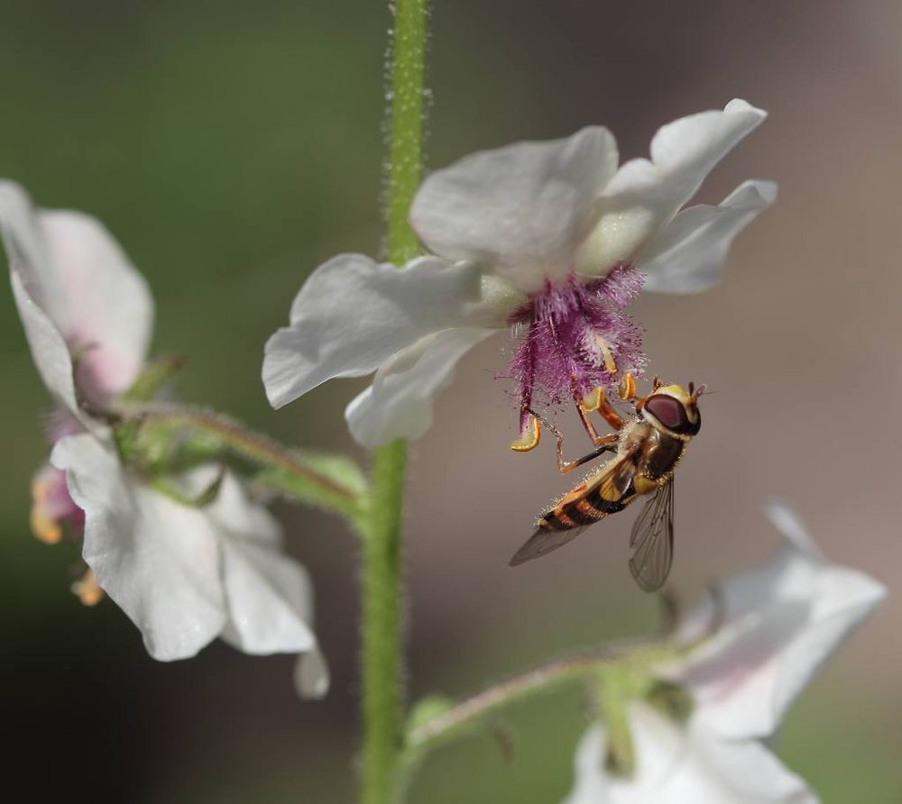 Koenigskerze_100_0091_Verb-Blattaria-Insekten