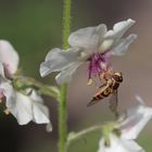 Koenigskerze_100_0091_Verb-Blattaria-Insekten