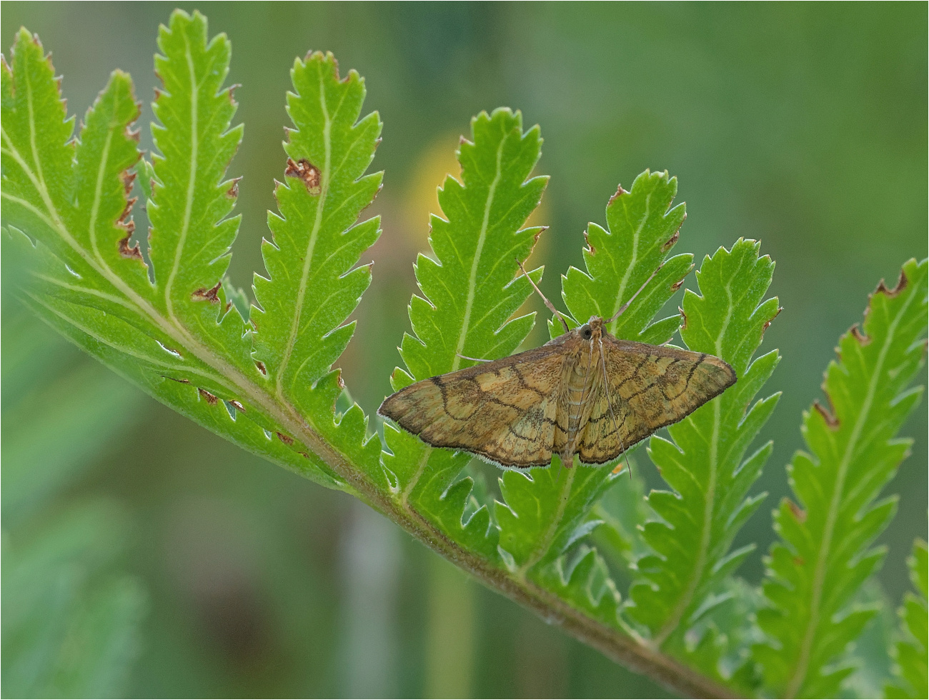 Königskerzen-Gespinstzünsler (Anania verbascalis)