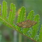 Königskerzen-Gespinstzünsler (Anania verbascalis)