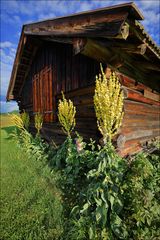 ~ KÖNIGSKERZENHÜTTE ~