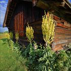 ~ KÖNIGSKERZENHÜTTE ~