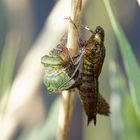 Königskinder-Geburt - die Königslibelle 