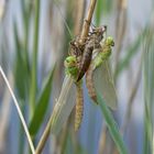 Königskinder-Geburt - die Königslibelle 