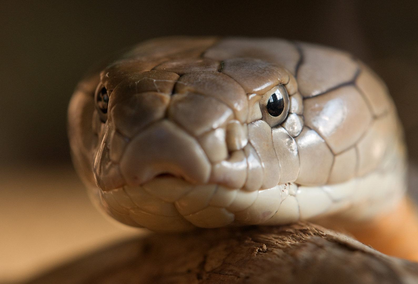 Königscobra Königscobra