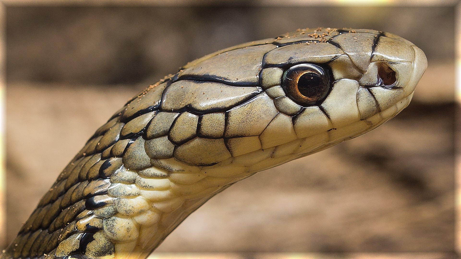 Königscobra Königscobra